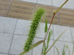 Setaria