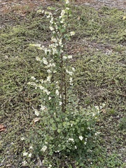 Symphoricarpos