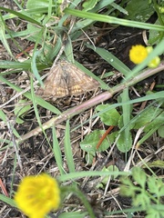 Euclidia glyphica