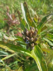 Gentiana macrophylla