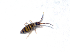 Entomobrya