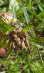 Gentiana macrophylla