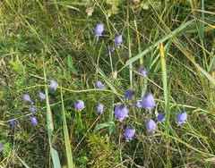 Adenophora stenanthina