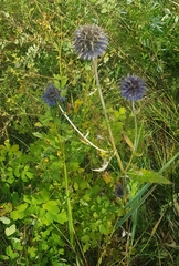 Echinops latifolius