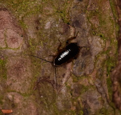 Ectobius sylvestris