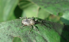 Curculio glandium