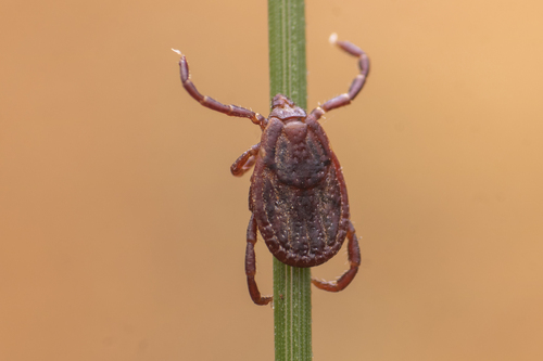 Brown Dog Tick
