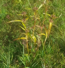 Gentiana macrophylla