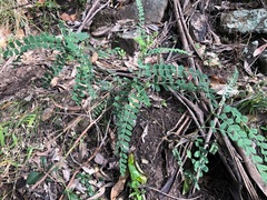Sophora fraseri