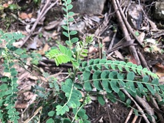 Sophora fraseri