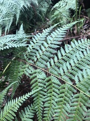 Calochlaena dubia