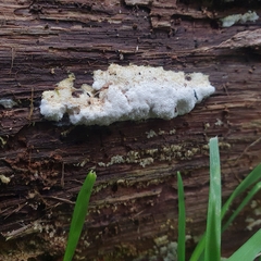 Basidiomycota