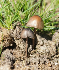 Panaeolus papilionaceus