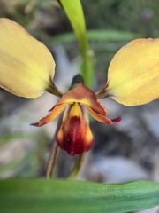 Diuris orientis