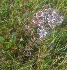 Aster tataricus