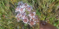 Aster tataricus