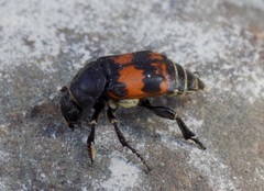 Nicrophorus