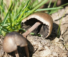 Panaeolus papilionaceus