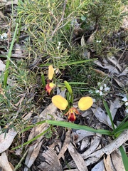 Diuris orientis