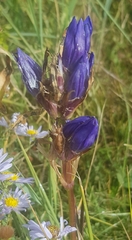 Gentiana decumbens