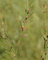 Daviesia leptophylla