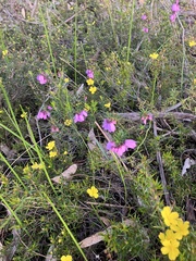 Tetratheca pilosa