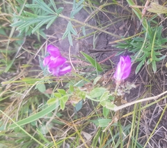 Gueldenstaedtia verna