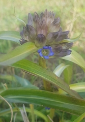 Gentiana macrophylla