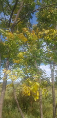Ulmus davidiana