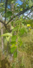 Ulmus davidiana