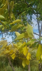 Ulmus davidiana