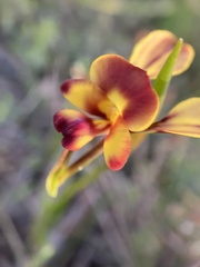 Diuris orientis