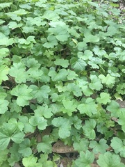 Hydrocotyle hirta