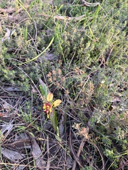 Diuris orientis