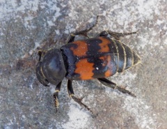 Nicrophorus