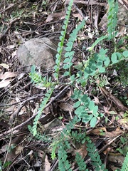 Sophora fraseri