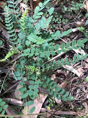 Sophora fraseri