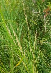 Beckmannia syzigachne