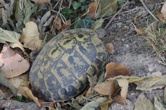 Testudo hermanni