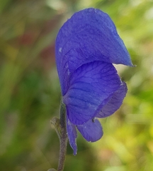 Aconitum baicalense