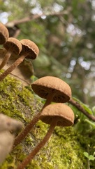 Deconica