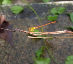Ceriagrion auranticum
