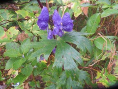 Aconitum nipponicum