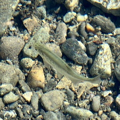 Richardsonius balteatus