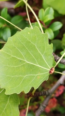 Eriophyes diversipunctatus