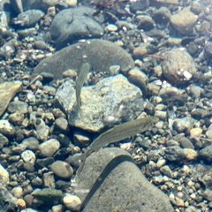 Richardsonius balteatus