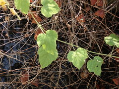 Passiflora vesicaria