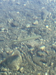 Richardsonius balteatus
