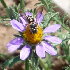 Dianthidium