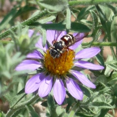 Dianthidium